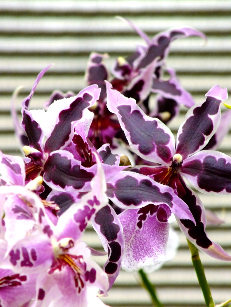 DSCF2676