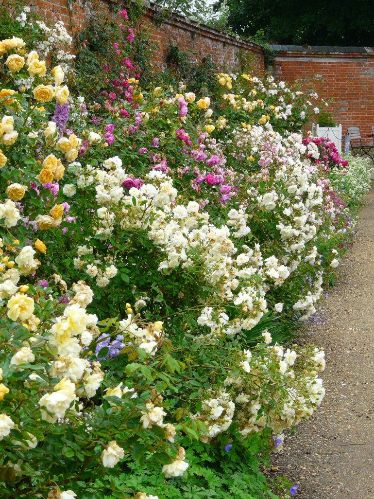 The Long Border - many early Teas