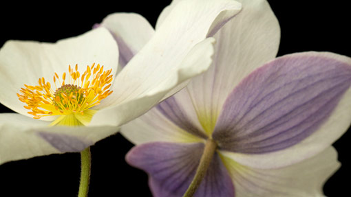 Anemone--Wild-Swan-%3bHardy-s-Cottage-Garden-Plants%3b-5_LW