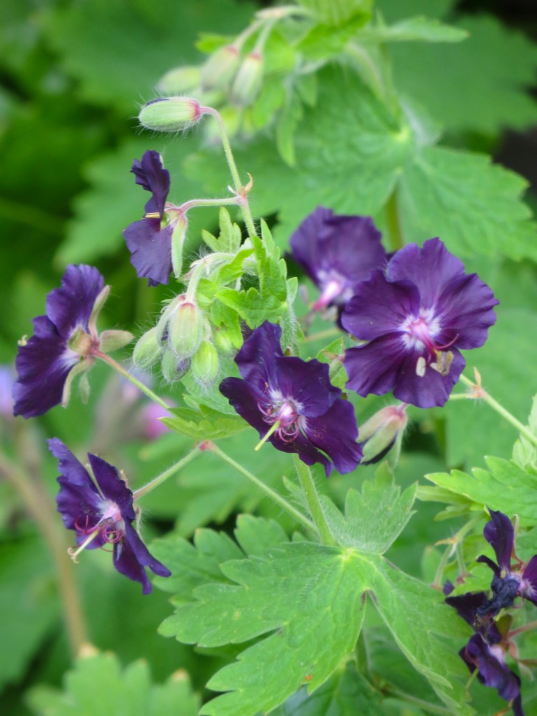 Geranium phaeum Samobor