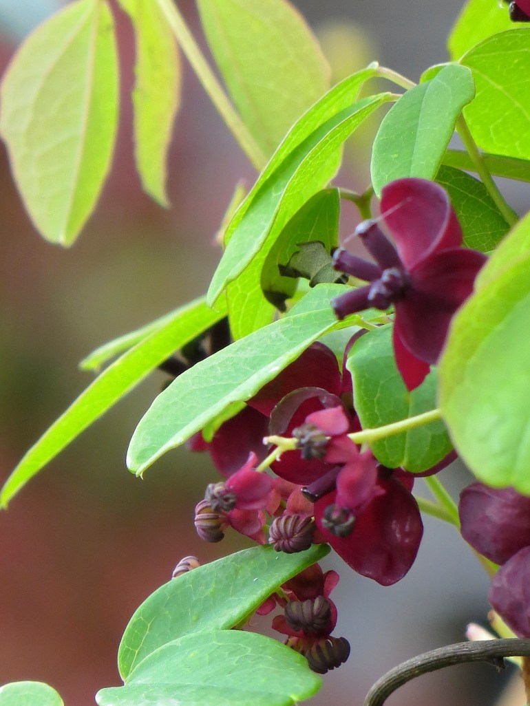 Climber, Akebia quintata