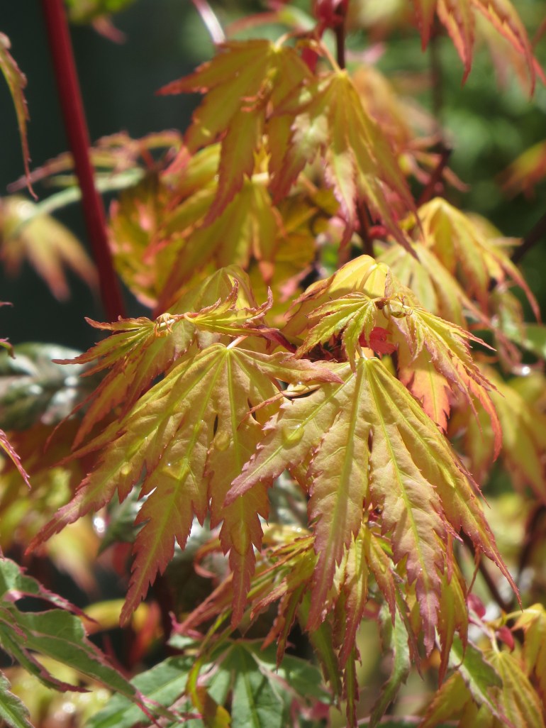 Acer palmatum Orange Queen