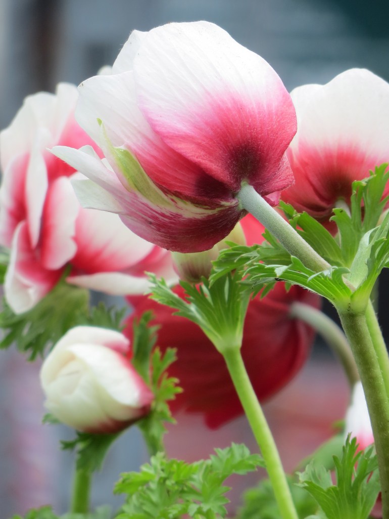 Anemone de Caen, bicolour