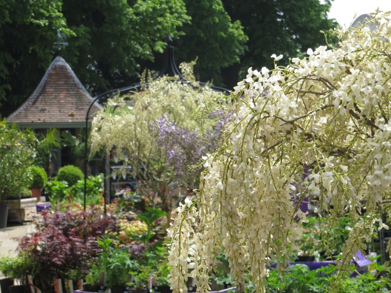 Wisteria