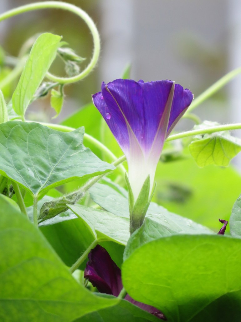 Ipomoea Star of Yelta