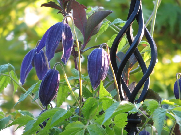 Clematis Pamela Jackman