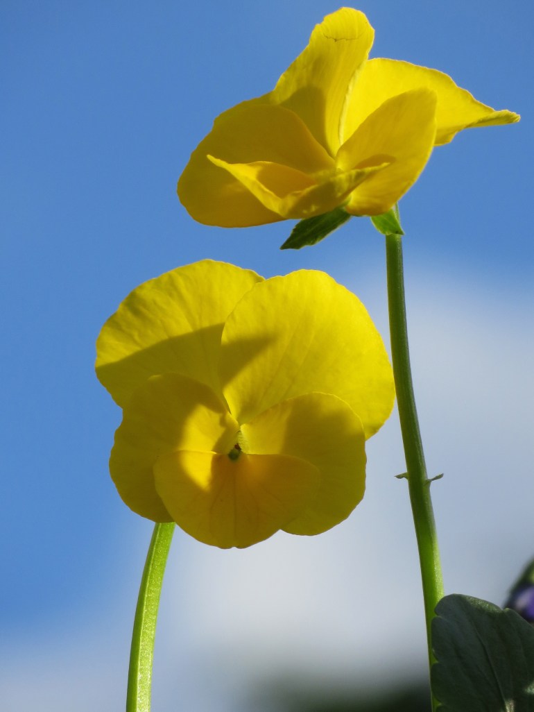 Viola Buttercup, fragrant.