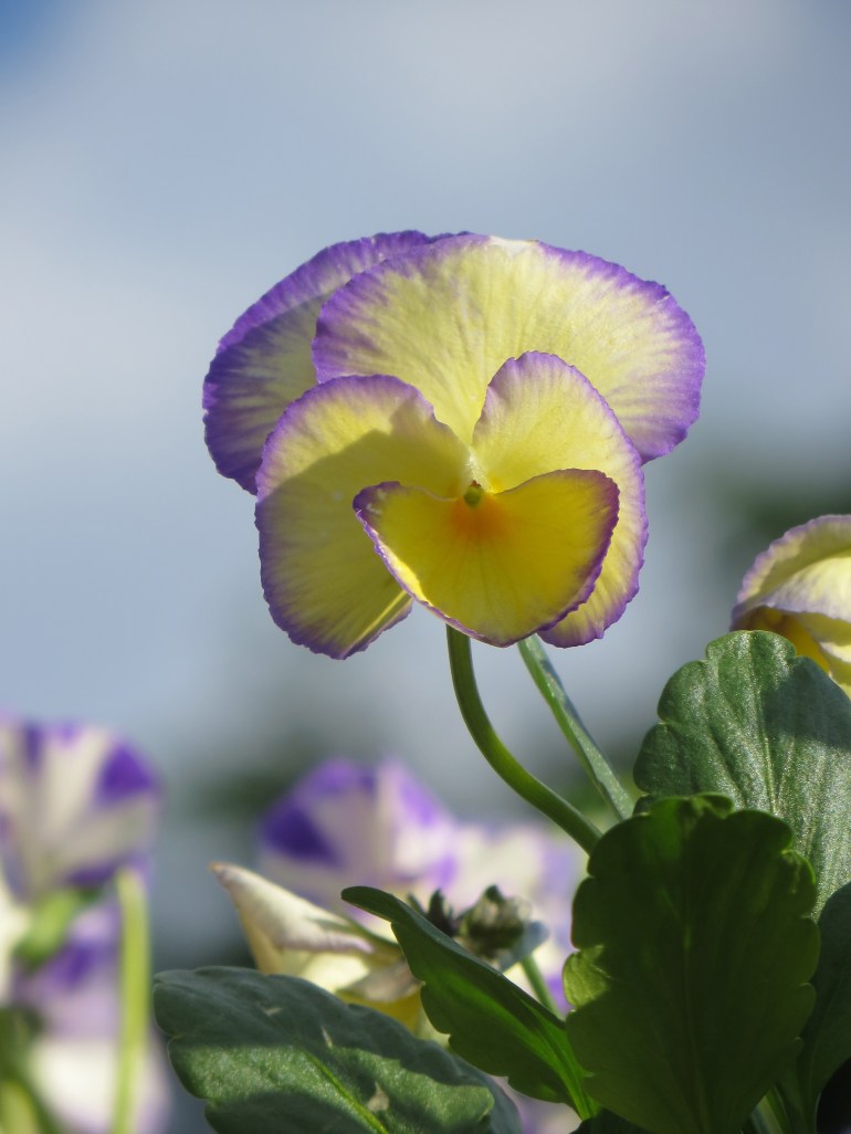 Scented Viola, Etain