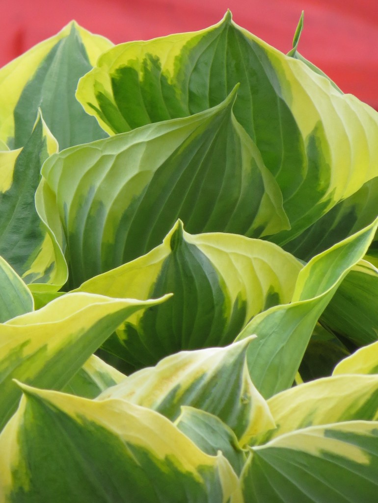 Hosta Liberty