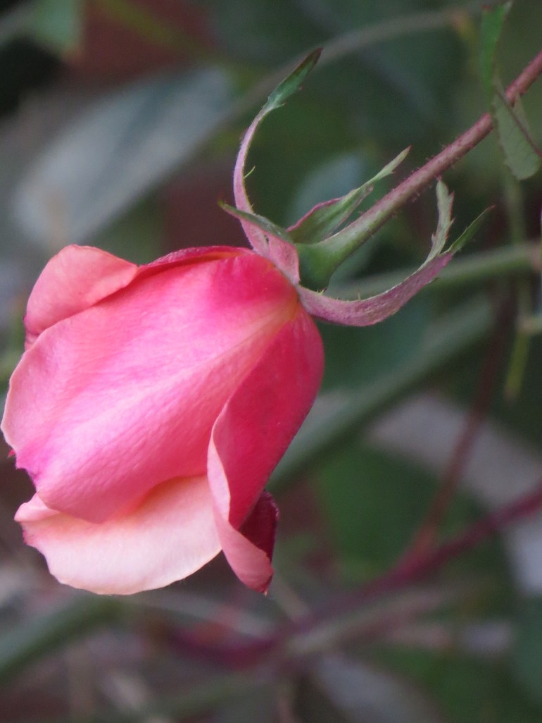 Rosa chinensis Mutabilis