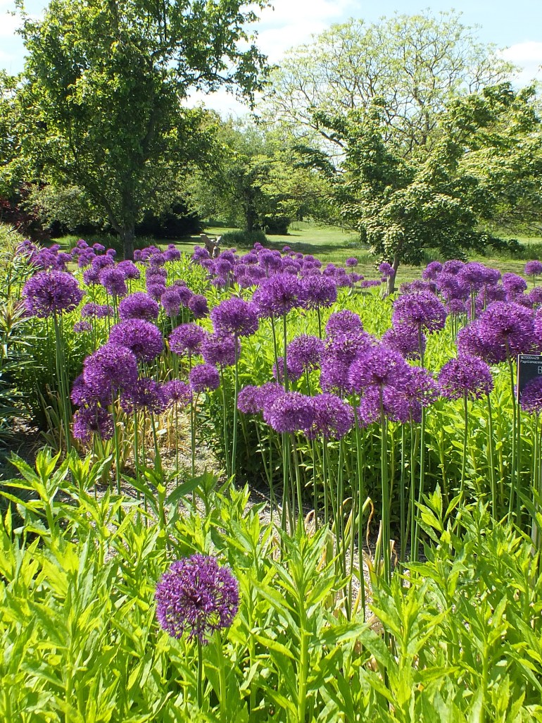 Allium hollandicum Purple Sensation, Piet Oudolf borders at Wisley