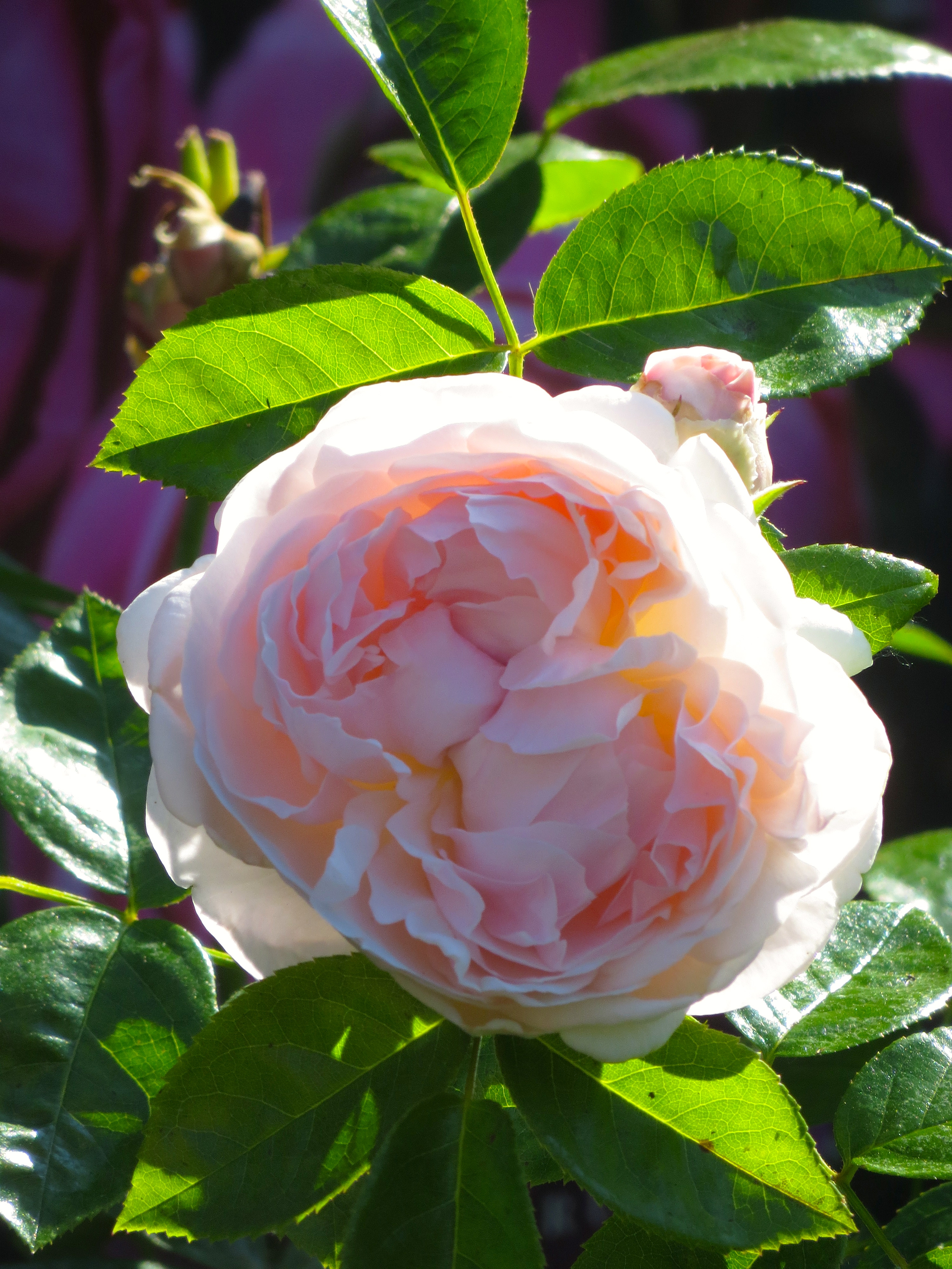 Cheweyeup Roses Eye Candy – The Teddington Gardener