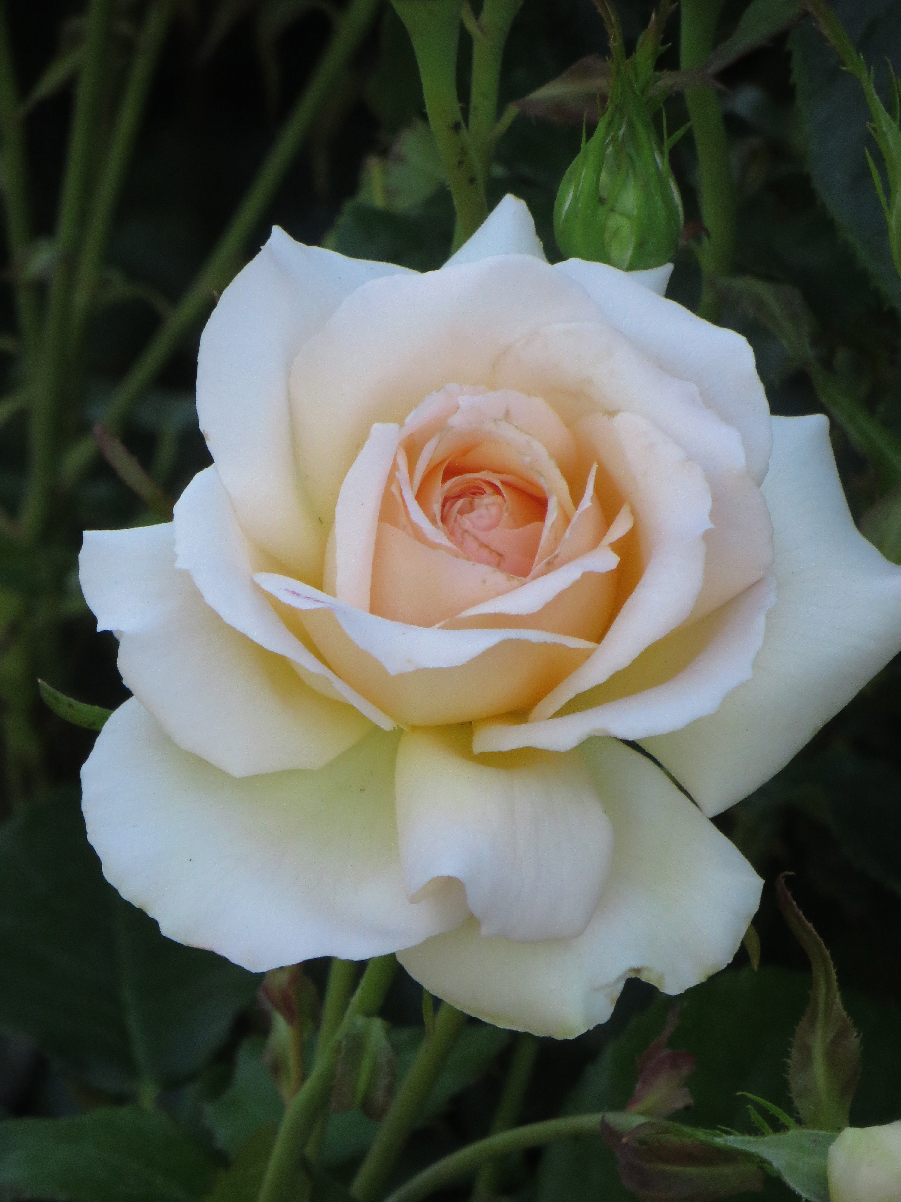 Cheweyeup Roses Eye Candy – The Teddington Gardener