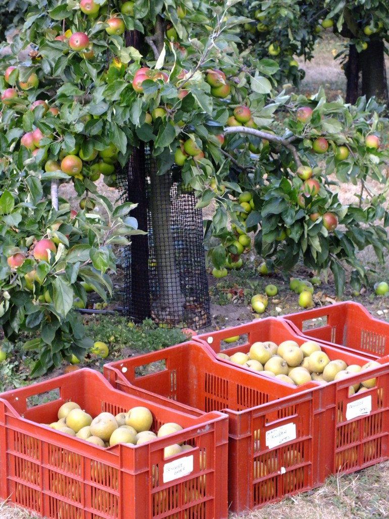 Harvest time at RHS Wisley