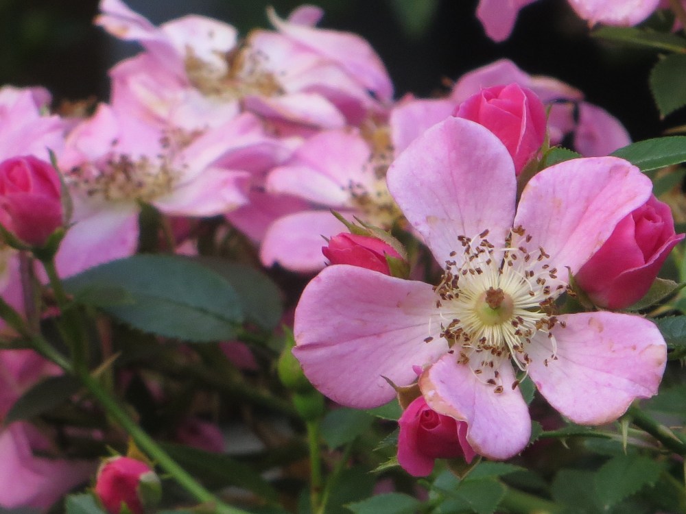 Centerstage Roses Centre Stage – The Teddington Gardener