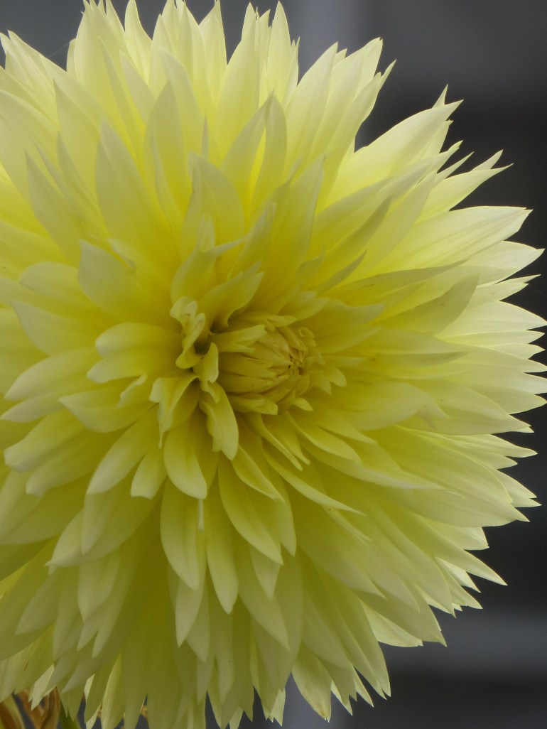 Dahlia Dinner Plate Canary Fubuki