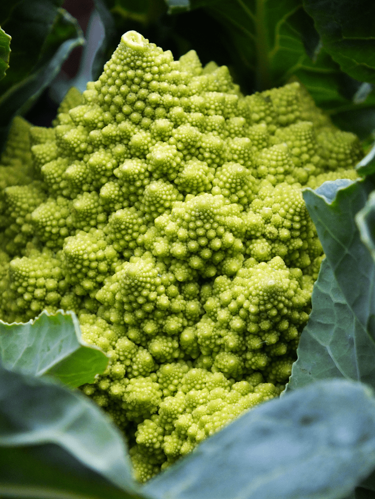 Aviary Photo_130284840269608484