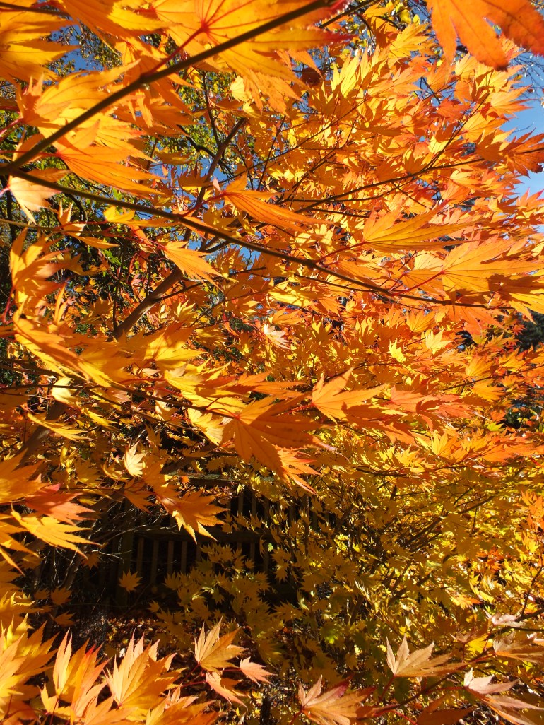 Acer Shirasawanum Jordan