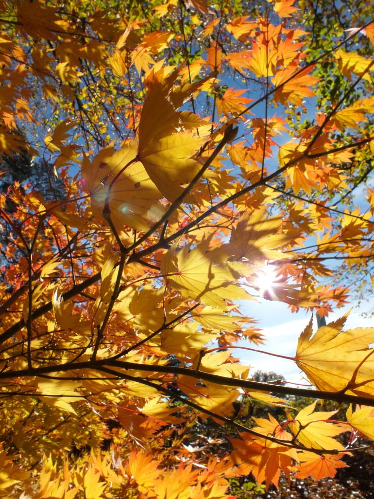 Acer Shirasawanum Jordan