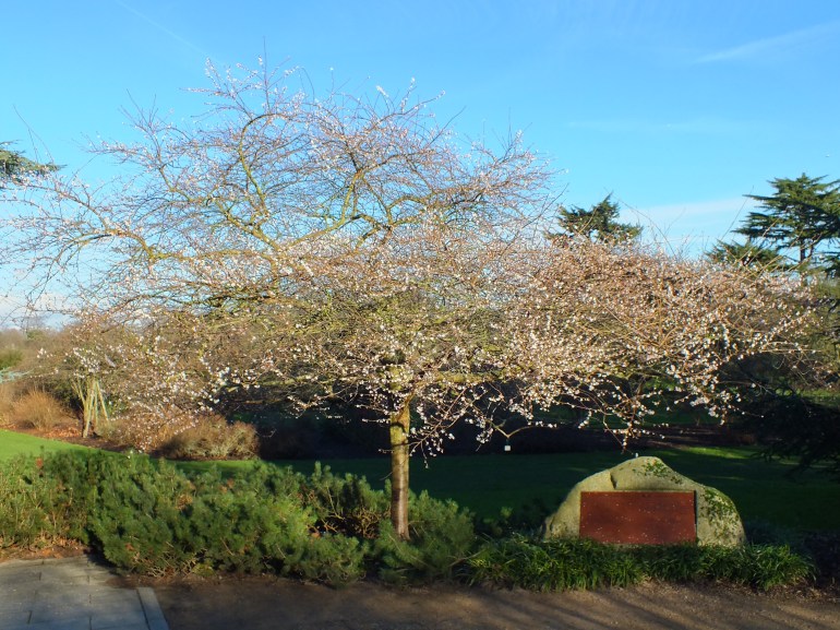 Prunus subhirtella Autumnalis