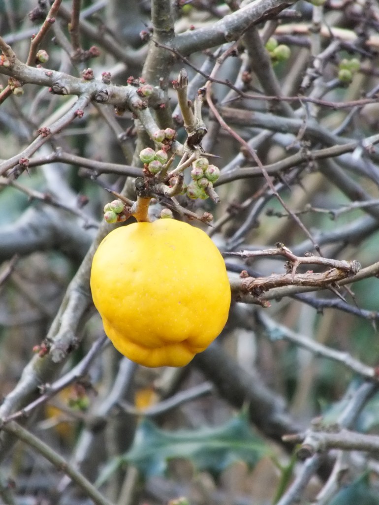 Quince - Chaenomeles