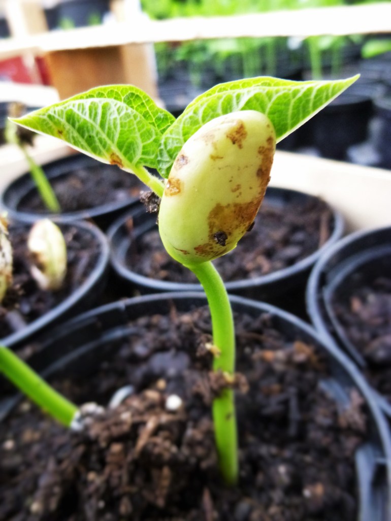 Climbing French Bean 'Hunter'