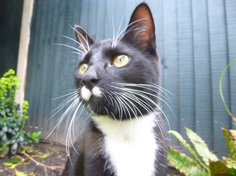 One of my mischevious helpers in Strawberry Hill this morning