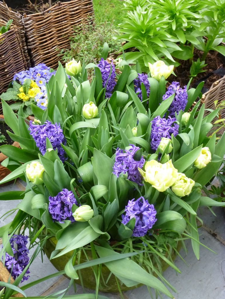 Green-white tulips and hyacinths