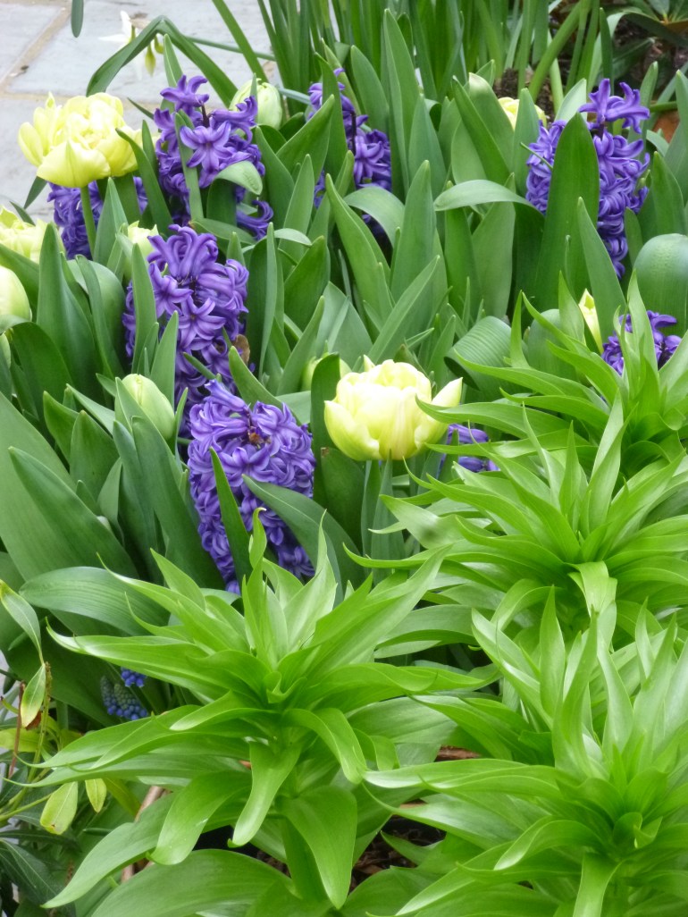 Fritillaria imperialis, white tulips and blue hyacinths