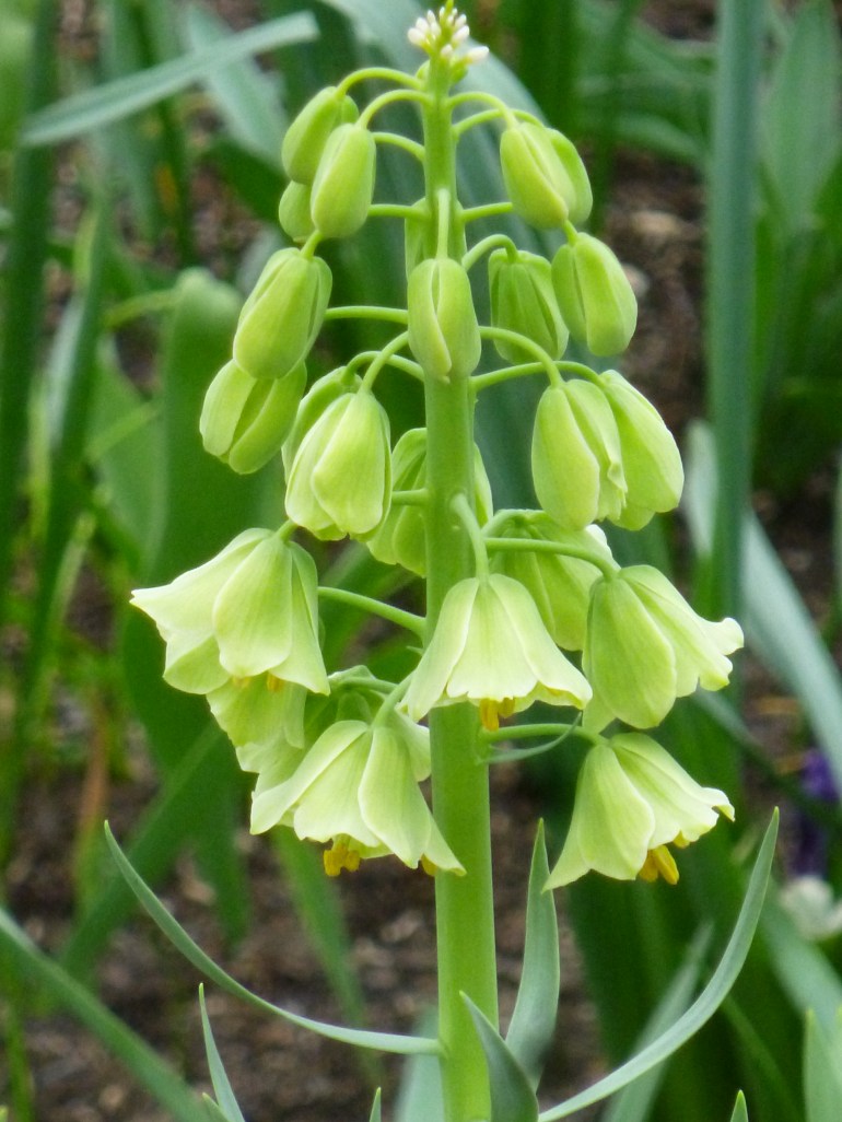 A white form of Fritillaria persica