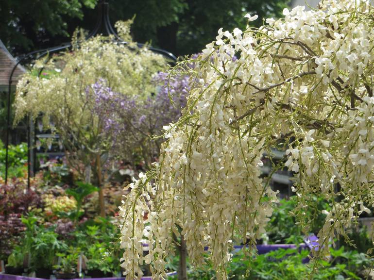 467716_549401275098823_1859423024_o