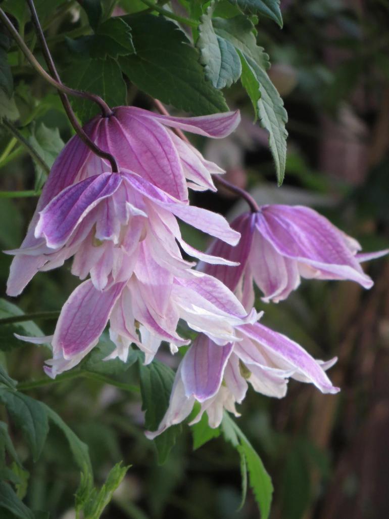 479426_537838149588469_778313163_o