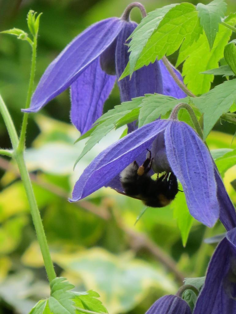 904703_539323456106605_1860971546_o