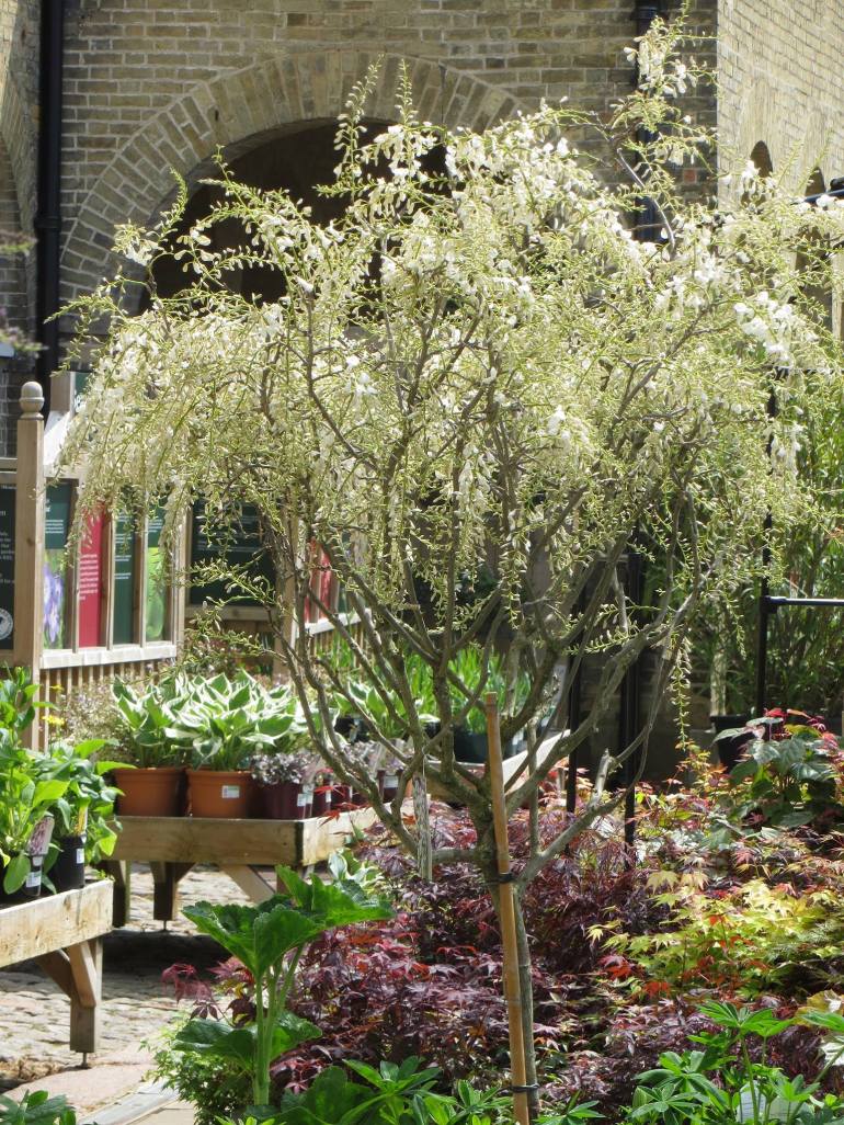 964910_549401525098798_1600634027_o