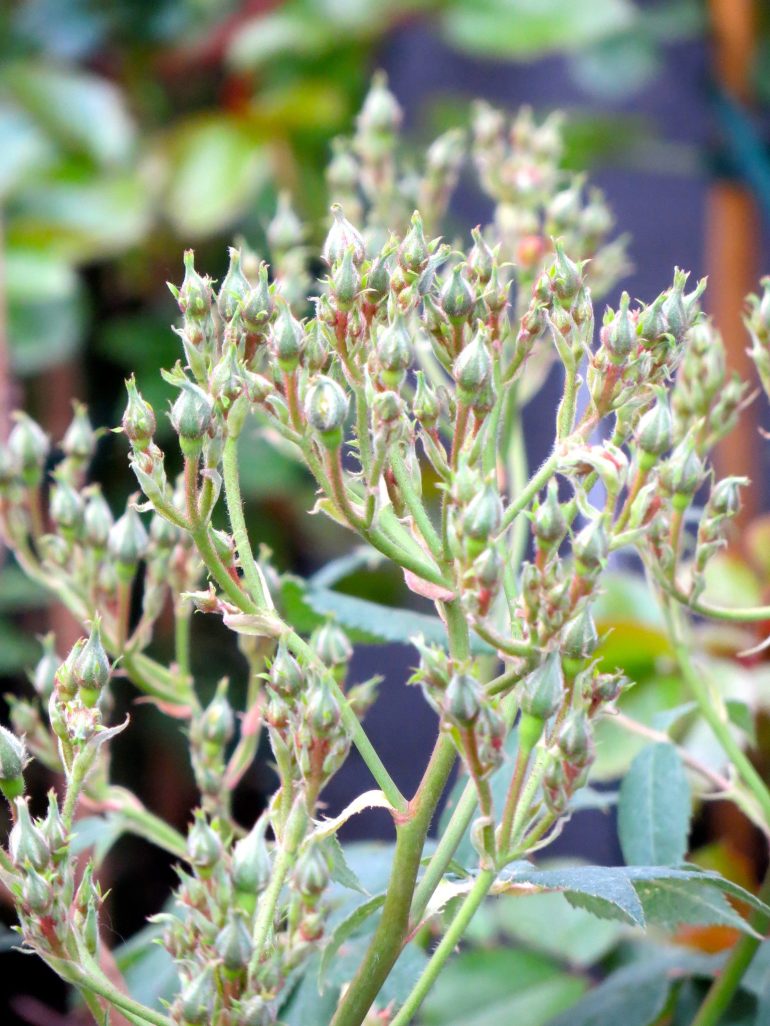 977508_543440125694938_390565594_o