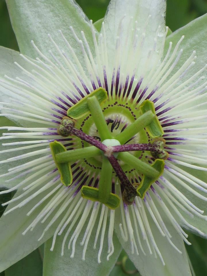 993940_573324972706453_286494900_n(1)