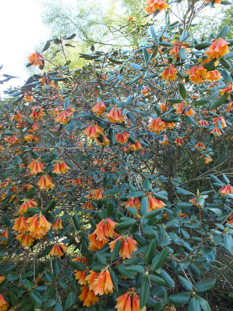 An unusual orange rhododendron