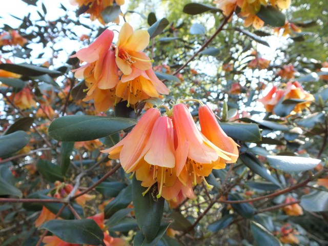 Rhododendron cinnabarinum at Emmetts Garden – pendant, deep, warm ...