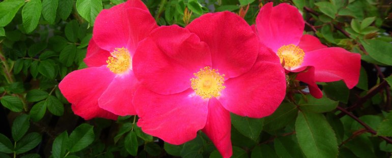 10295545_712467095458906_4841586494631273102_o