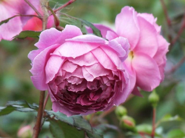 300730_431905393515079_2122796163_n