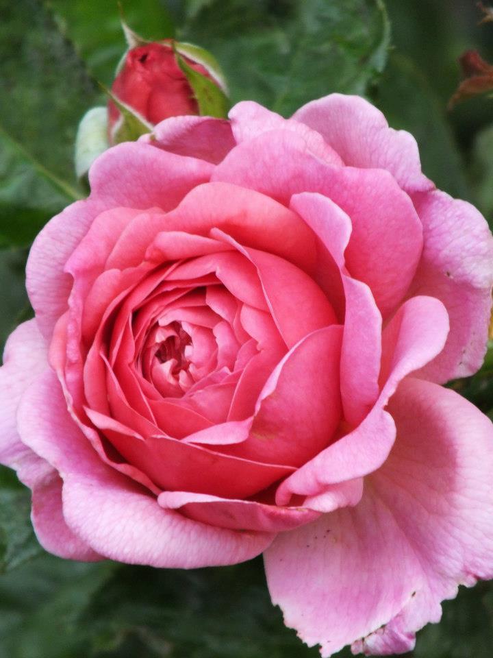 427080_431905186848433_1131595558_n