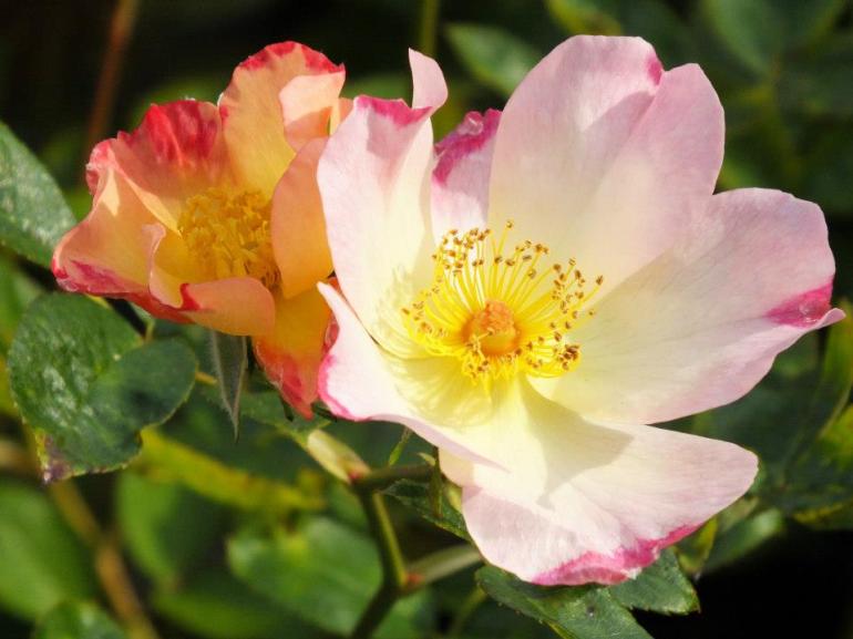 432138_431904043515214_1983037126_n