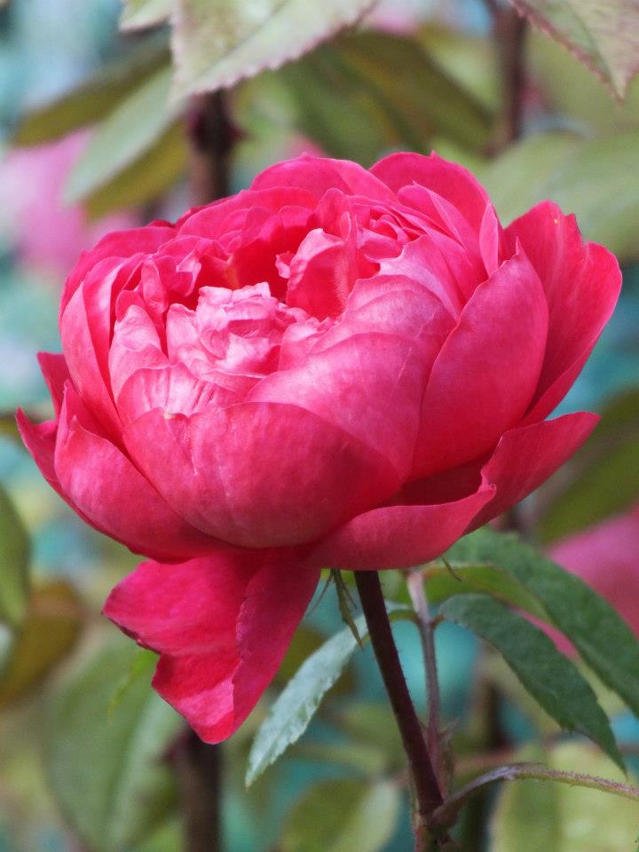 580832_431906870181598_2051562175_n