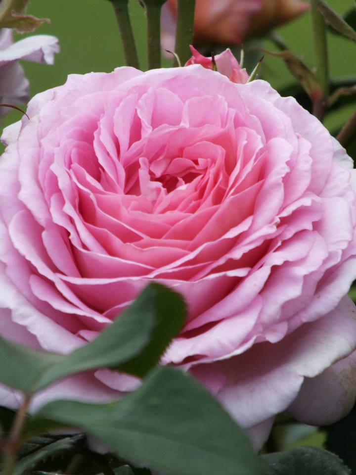 994169_559011594137791_796584398_n