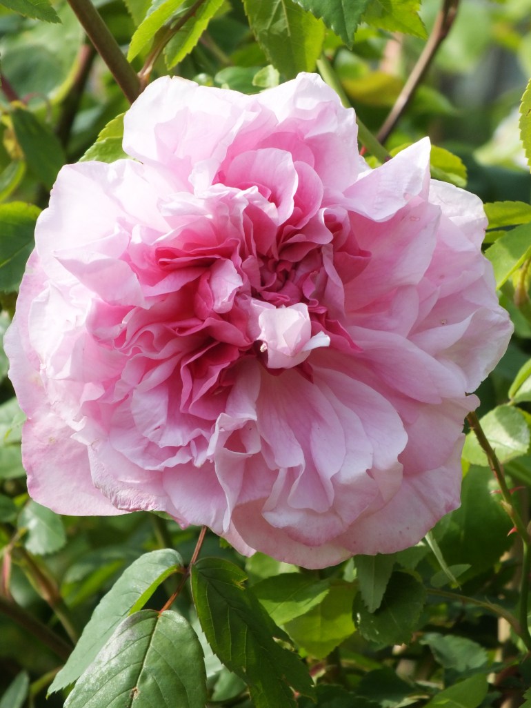 Mme Sancy de Parabere