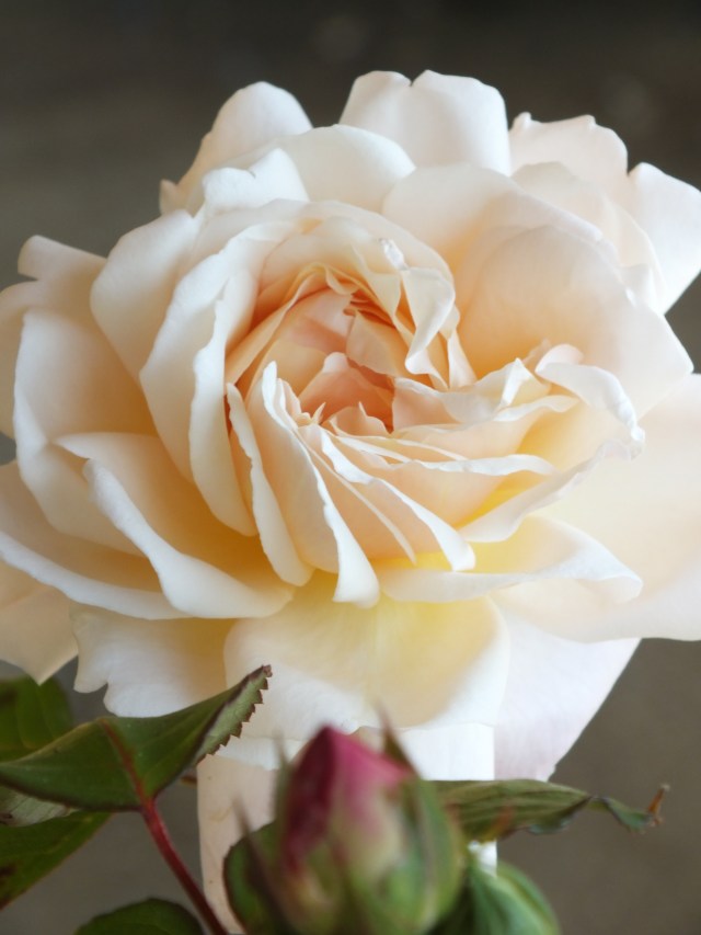 Roses, all the way – and a piece of Chelsea Fringe at Petersham ...