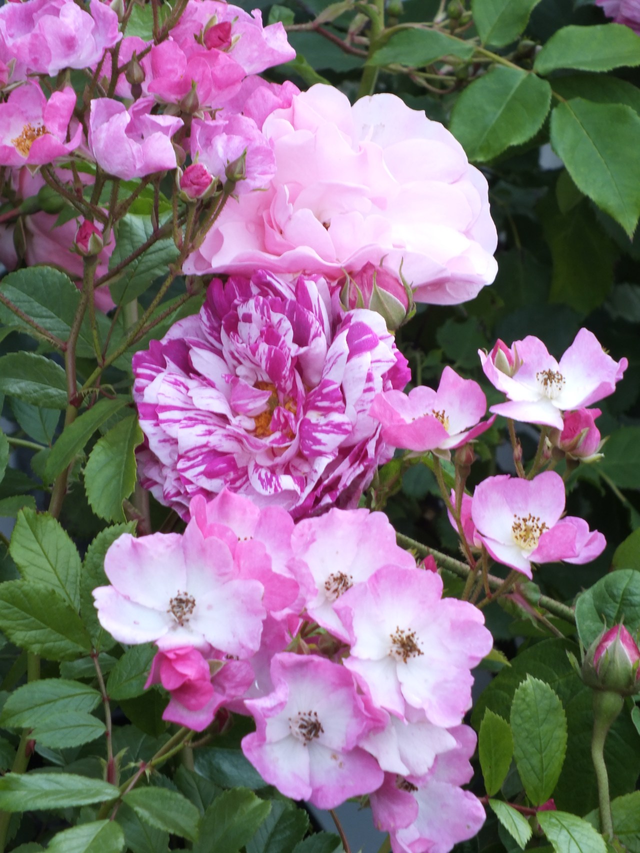 Train Vintage Roses with Old-Fashioned Style… – The Teddington Gardener