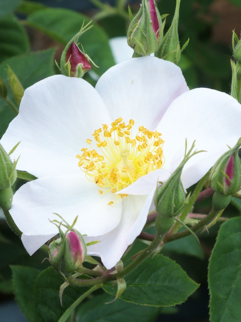 Rosa dupontii