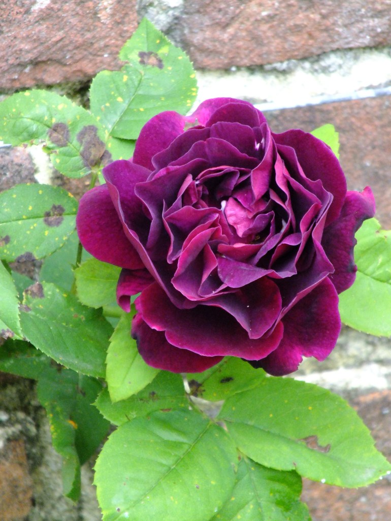 Souvenir du Docteur Jamain