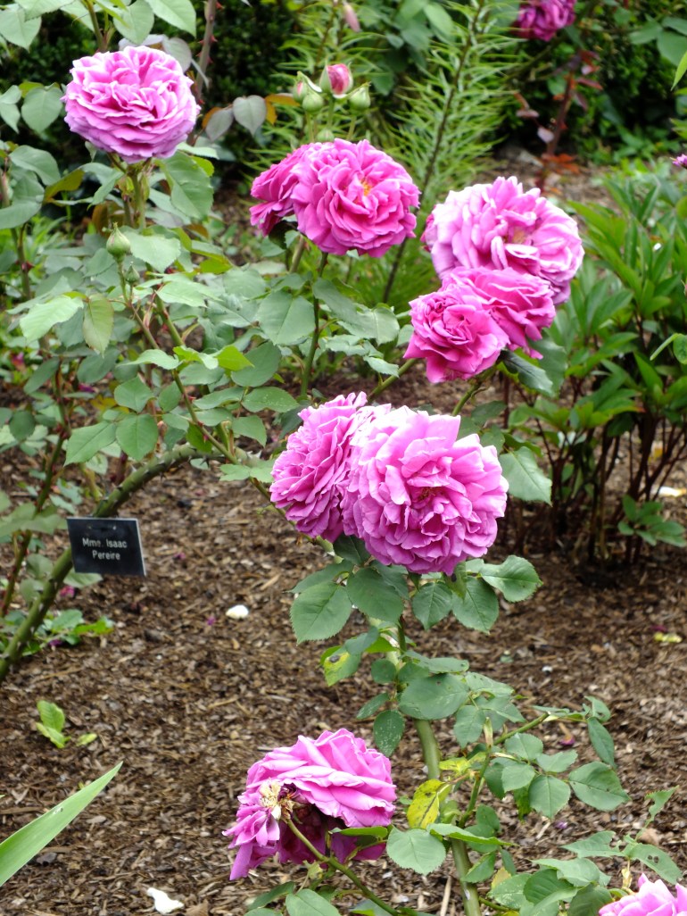 Madame Isaac Pereire